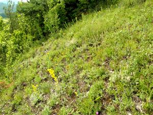 pohlad na JV svah mikrolokality E